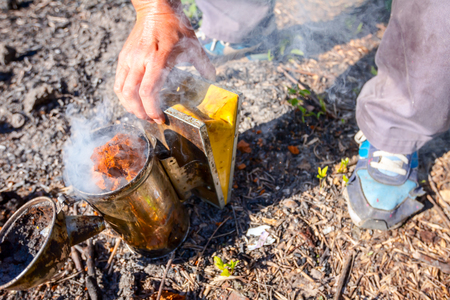 Beekeeper is filling, preparing with dry wood in bee smoker.の写真素材