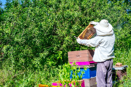 Beekeeper is looking swarm activity over honeycomb on wooden frame, control situation in bee colony.