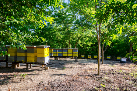 Wooden colorful beehives in a row are placed on wooden construction lifted off the ground.