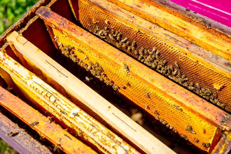 Above view on opened beehive, bees are crawl along the hive on honeycomb wooden frame.