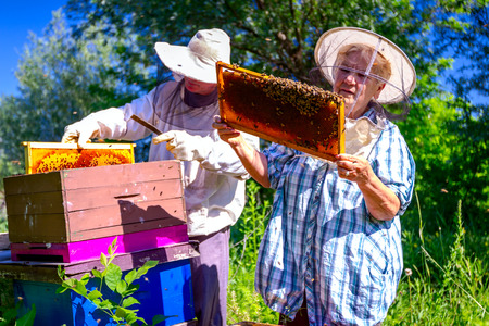 Senior beekeepers are taking out the honeycomb on wooden frame to control situation in bee colony.の写真素材