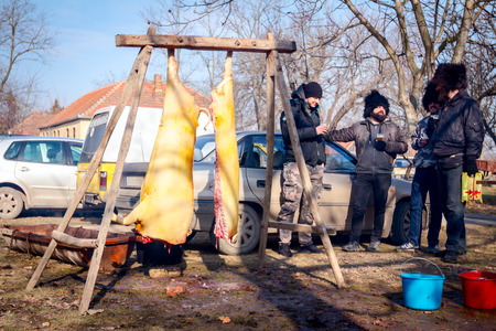 Belo Blato, Vojvodina, Serbia - February 11, 2017: Two pork halves are hanging on the wooden beam....