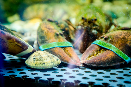 Live exotic and expensive crayfish with tied claws are in aquarium, tank at traditional seafood restaurant for sale.の写真素材