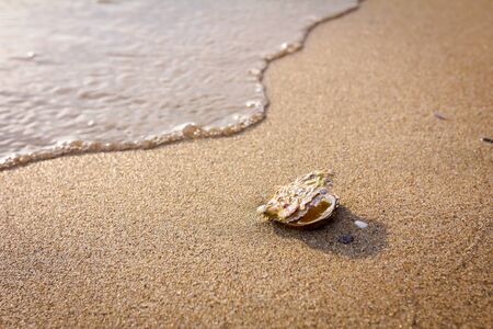 Foamy waves are splashing one oyster seashell on the sandy beach.