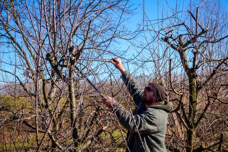 Farmer is pruning branches of fruit trees in orchard using long loppers at early springtime.の写真素材