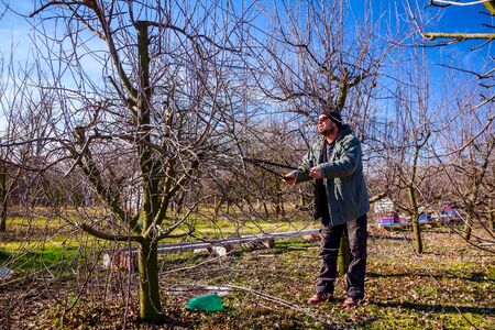 Farmer is pruning branches of fruit trees in orchard using long loppers at early springtime.