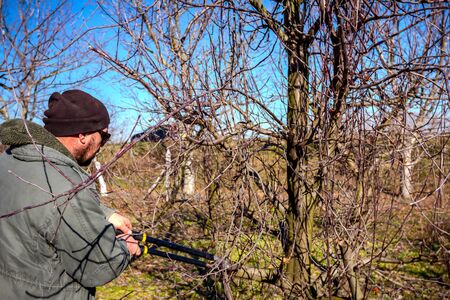 Farmer is pruning branches of fruit trees in orchard using long loppers at early springtime.の写真素材