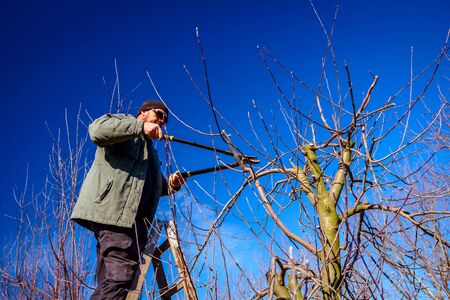Farmer is pruning branches of fruit trees in orchard using long loppers at early springtime day...
