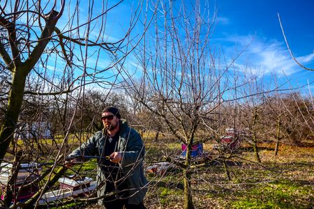 Farmer is pruning branches of fruit trees in orchard using long loppers at early springtime.