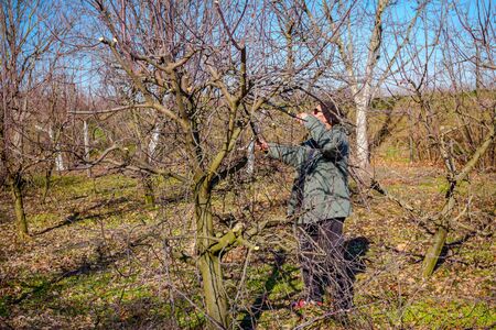 Farmer is pruning branches of fruit trees in orchard using long loppers at early springtime.