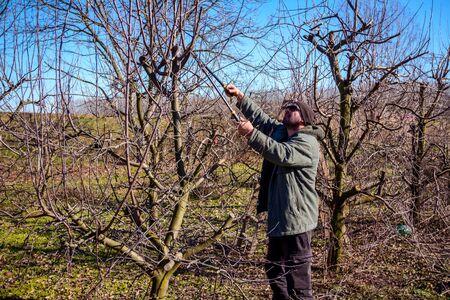 Farmer is pruning branches of fruit trees in orchard using long loppers at early springtime.の写真素材