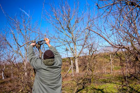 Farmer is pruning branches of fruit trees in orchard using long loppers at early springtime.の写真素材