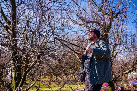 Farmer is pruning branches of fruit trees in orchard using long loppers at early springtime.