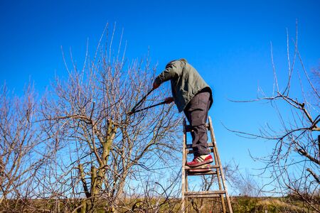 Farmer is pruning branches of fruit trees in orchard using long loppers at early springtime day...
