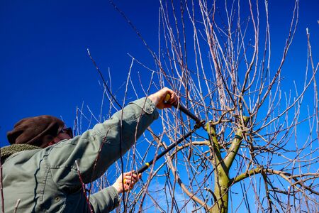 Farmer is pruning branches of fruit trees in orchard using long loppers at early springtime.