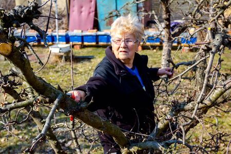 Senior woman is pruning branches of fruit trees in orchard using loppers at early springtime.