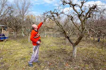 Gardener is pruning branches of fruit trees in orchard using long and small loppers at early springtime day.の写真素材