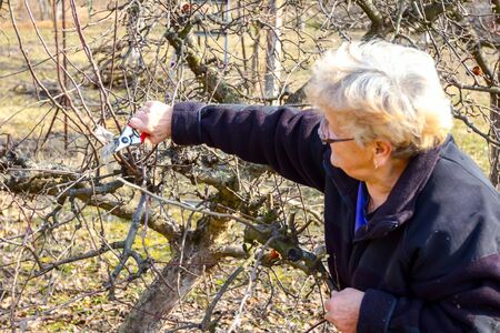 Senior woman is pruning branches of fruit trees in orchard using loppers at early springtime.