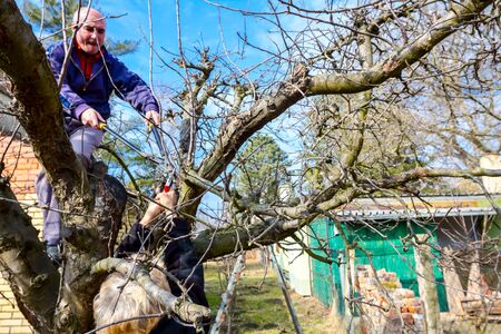 Senior man and woman are pruning branches of fruit trees in orchard using loppers at early...