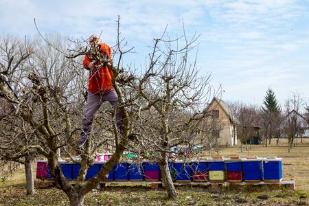 Elderly man, gardener is climbed up in treetop he pruning branches of fruit trees using loppers at early springtime, near bee colony, apiary.の写真素材