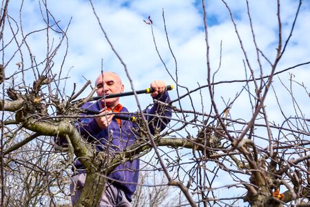 Elderly man, gardener is climbed up in treetop he pruning branches of fruit trees using loppers at...