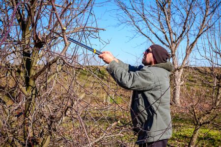 Farmer is pruning branches of fruit trees in orchard using long loppers at early springtime.