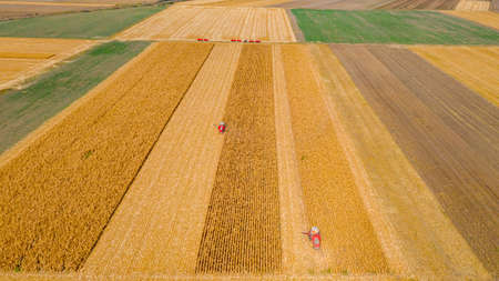 Above view at two, agricultural harvesters, as they are cutting and harvesting mature corn on farm fields, cornfield.の写真素材