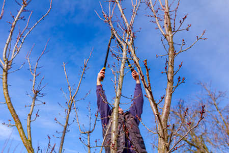Elderly farmer, gardener is pruning branches of fruit trees using long loppers in orchard at early...