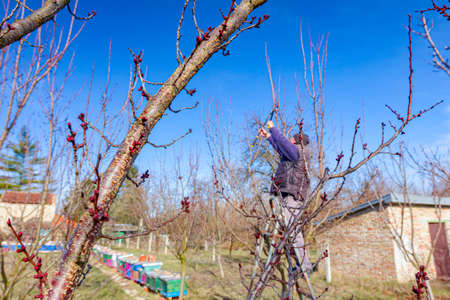 Farmer is pruning branches of fruit trees in orchard using loppers at early springtime day using...