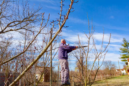 Farmer is pruning branches of fruit trees in orchard using loppers at early springtime day using...