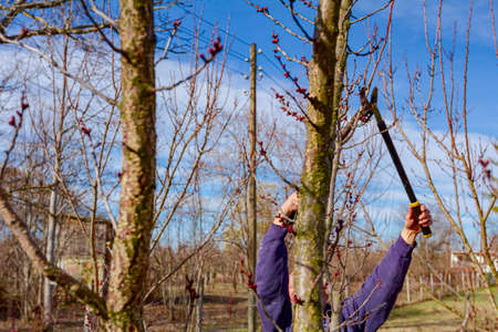 Elderly farmer, gardener is pruning branches of fruit trees using long loppers in orchard at early...