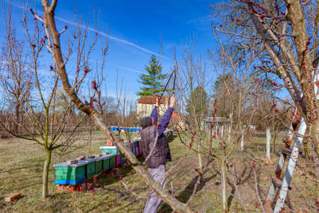 Elderly farmer, gardener is pruning branches of fruit trees using long loppers in orchard at early...