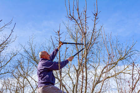 Elderly farmer, gardener is pruning branches of fruit trees using long loppers in orchard at early...