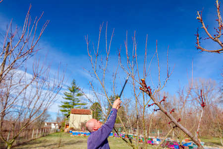 Elderly farmer, gardener is pruning branches of fruit trees using long loppers in orchard at early...