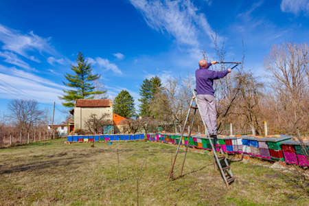 Farmer is pruning branches of fruit trees in orchard using loppers at early springtime day using...