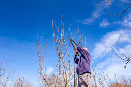Farmer is pruning branches of fruit trees in orchard using loppers at early springtime day using...
