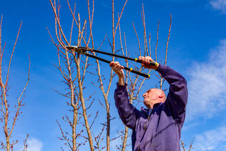 Elderly farmer, gardener is pruning branches of fruit trees using long loppers in orchard at early...