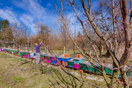 Elderly farmer, gardener is pruning branches of fruit trees using long loppers in orchard at early...