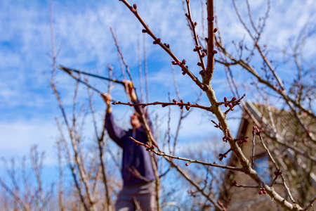 Farmer is pruning branches of fruit trees in orchard using loppers at early springtime day using...