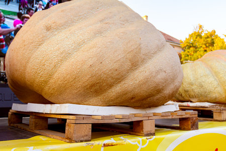 Giant pumpkins display on stage at traditional holiday competition. âPumpkin daysâ (âDani ludaje â) in Kikinda city from Vojvodina, Serbia.の写真素材