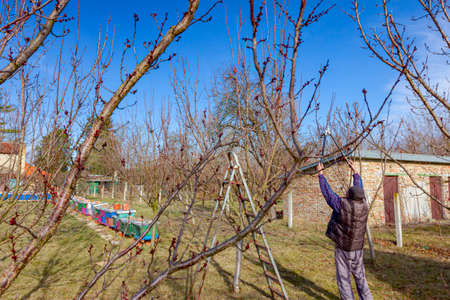 Elderly farmer, gardener is pruning branches of fruit trees using long loppers in orchard at early...