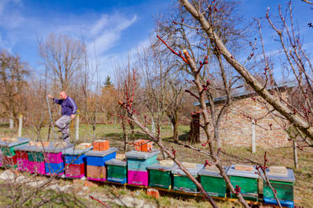 Elderly farmer, gardener is pruning branches of fruit trees using long loppers in orchard at early...