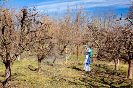 Farmer in protective clothing and gas mask sprays of fruit trees in orchard using long sprayer to protect them with chemicals from fungal disease or vermin at early springtime.の写真素材