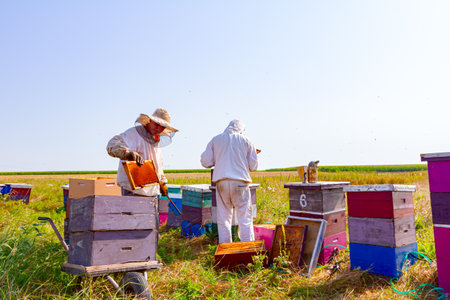 Beekeepers are taking out the honeycomb on wooden frame to extract honey from bee hives, harvest.