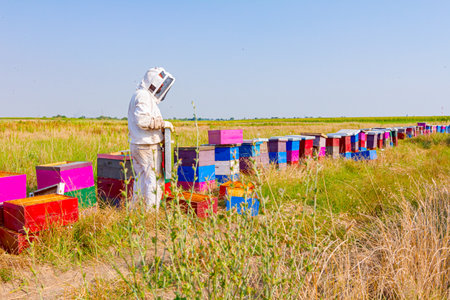 Beekeeper is controlling situation in lined wooden colorful beehives, bee colony.