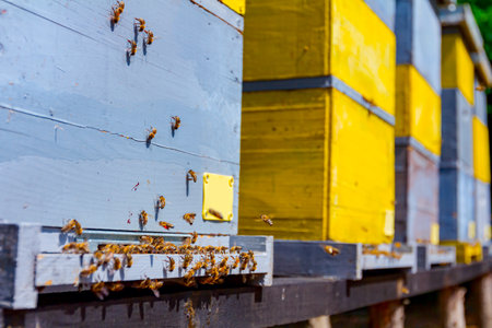 Bees are fly out and come back home on landing board at hive entrance.