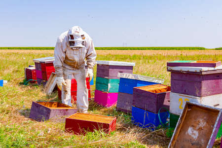 Beekeeper is controlling situation in lined wooden colorful beehives, bee colony.