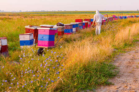 Colorful meadow with flowers on sunny day and row of beehives is placed in background. Beekeeper leaves after finishing work in the apiary.の写真素材