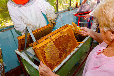 Two apiarists, men in protective gloves and older woman are uncapping honey cells with a beekeeper...