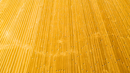 Above view of agricultural field with round bales of straw, after harvesting cereal plant are prepared for farming stack.の写真素材